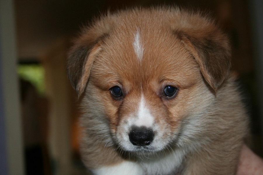 Puppies